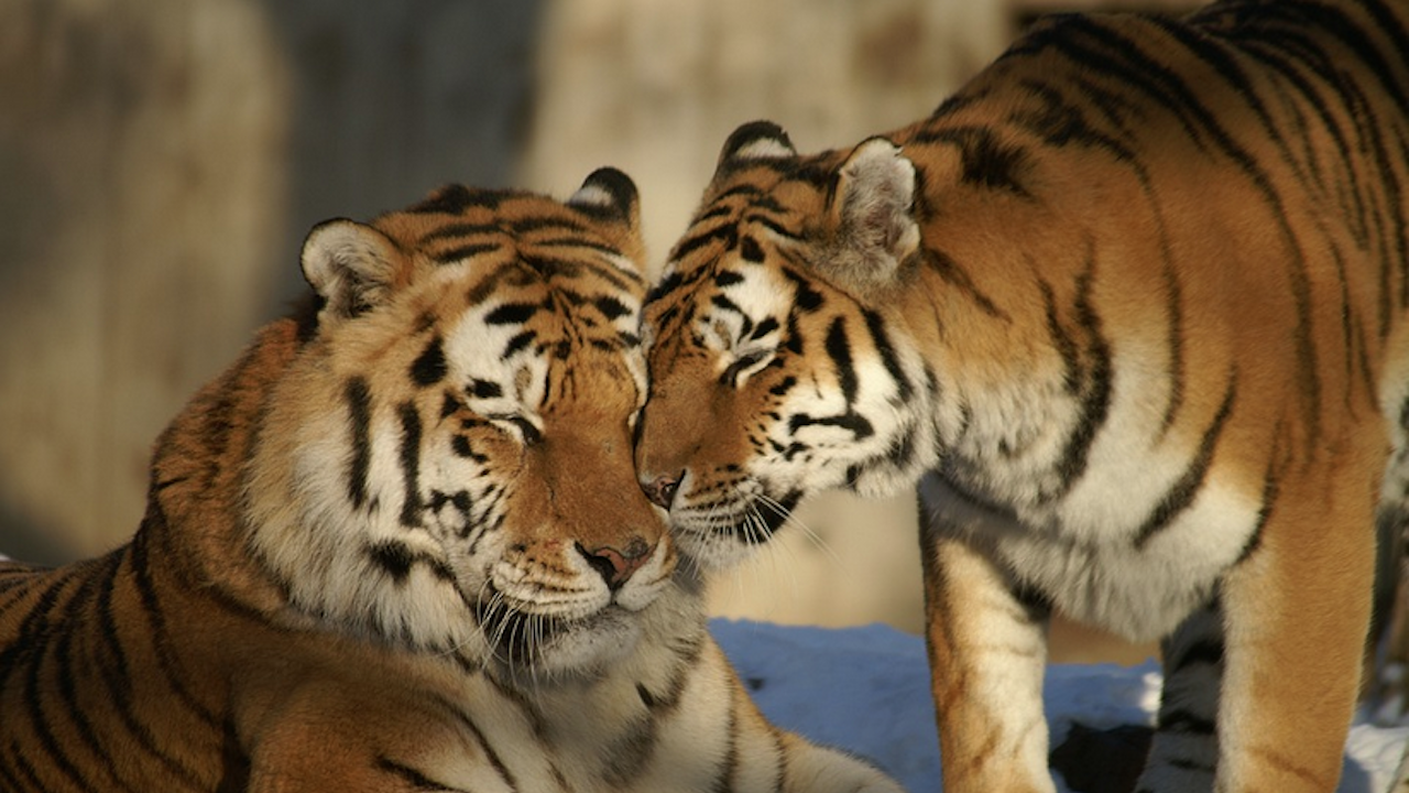 329 тигъра загинаха в Индия в рамките на 3 години