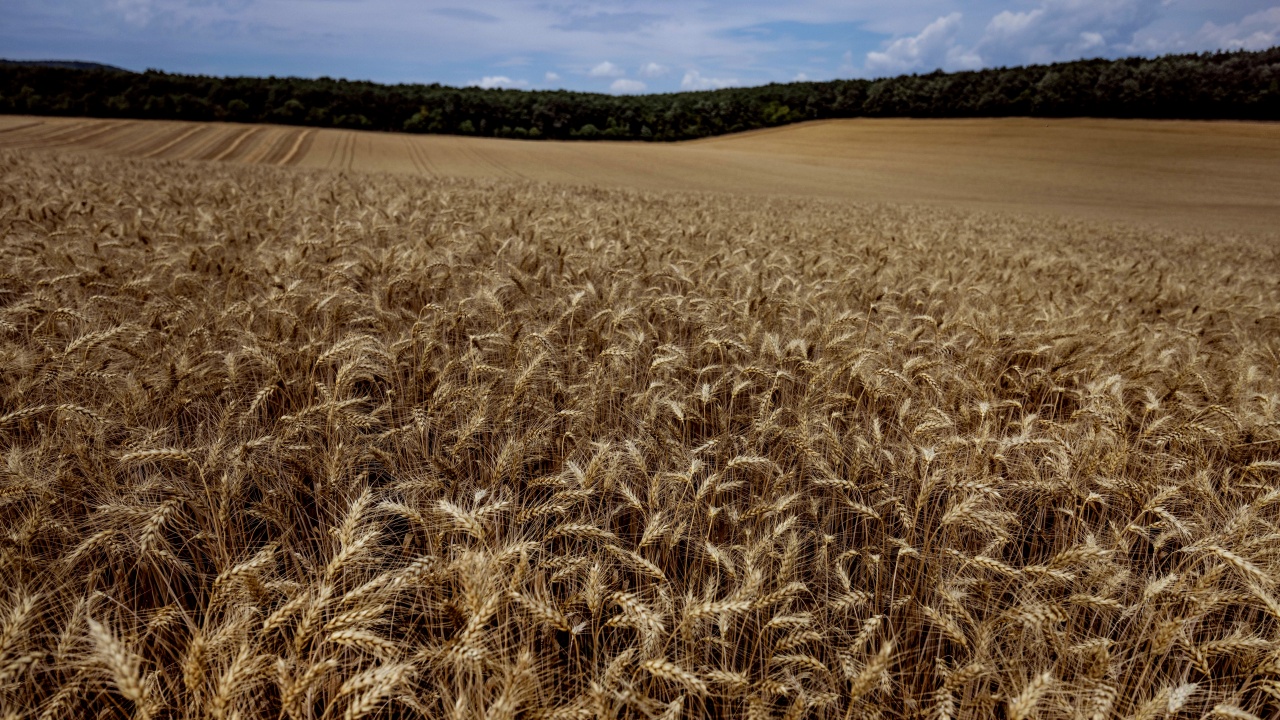 "Ал Монитор": България е на четвърто място сред доставчиците на пшеница за Египет през последните месеци
