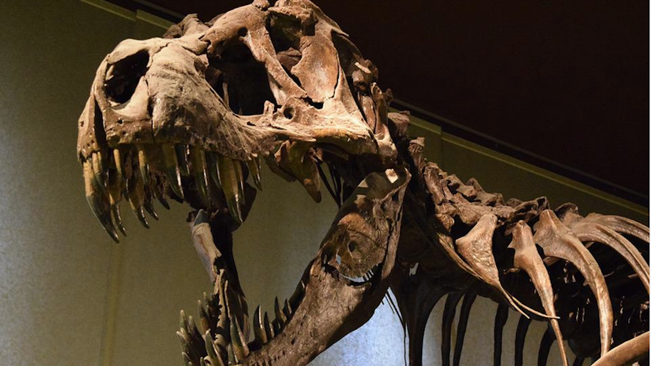 Скелетът на динозавър бе продаден на търг за 6,1 милиона долара