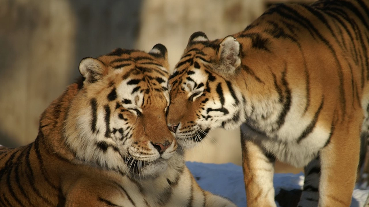 През последните 3 години в Индия са умрели 329 тигъра