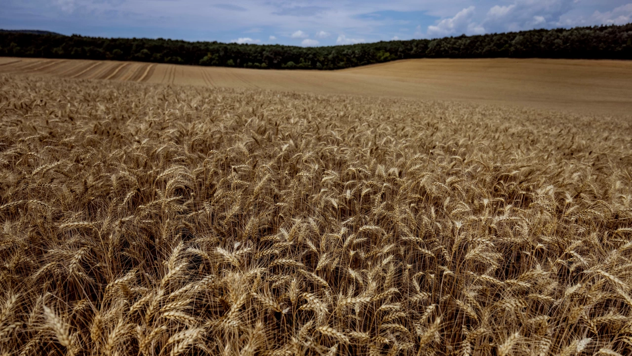 Най големият вносител на пшеница в света Египет е договорил общо