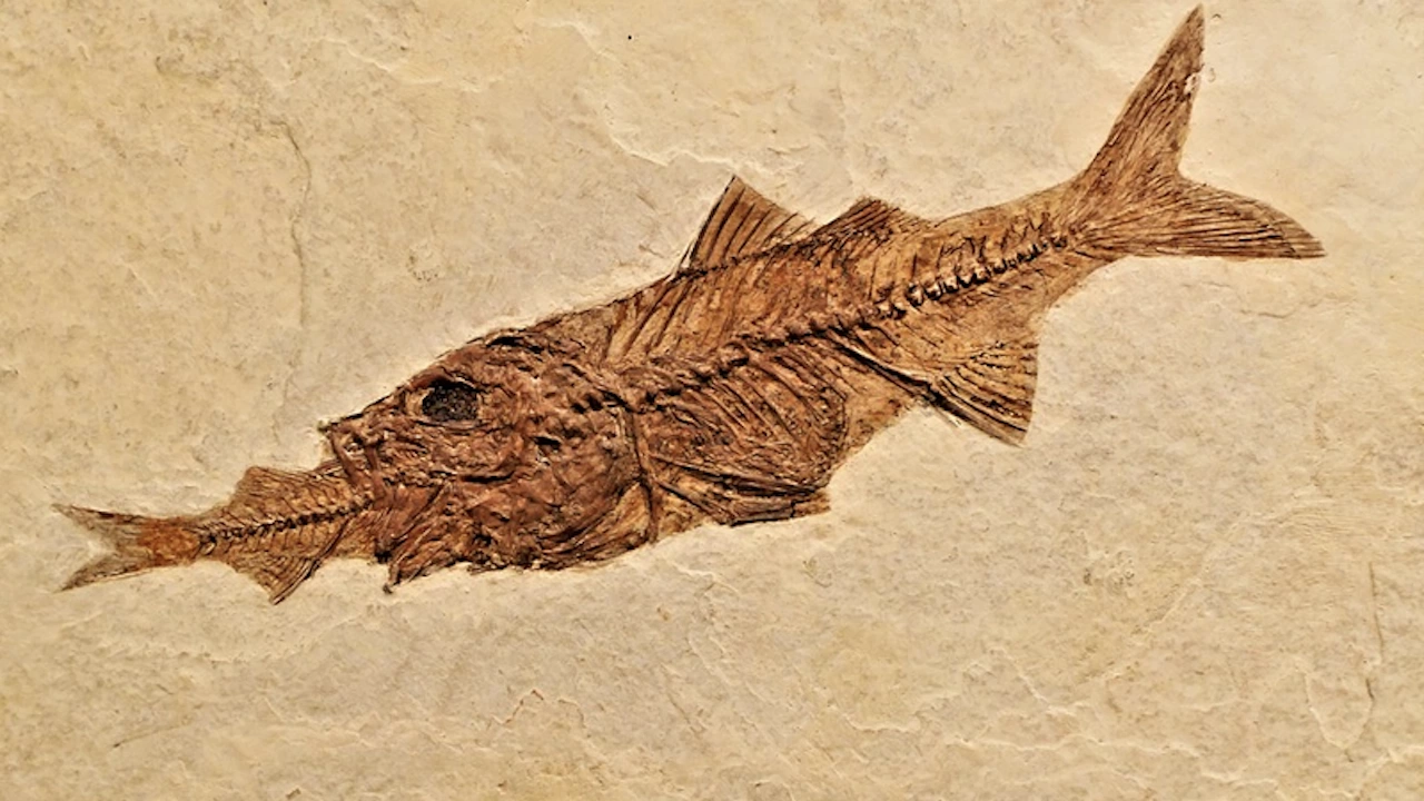 Изключително добре запазена фосилизирана глава на праисторическата риба Pachycormus е