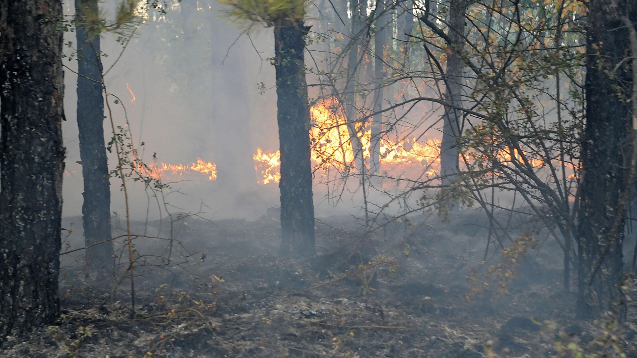 Горски, пожарникари и доброволци гасиха пожар край сливенското село Голямо Чочовени  