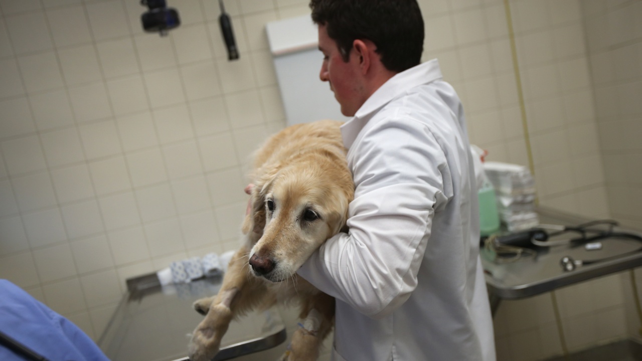 Куче попадна в болница, след като стопанката му реши да задоволи нагона си с него