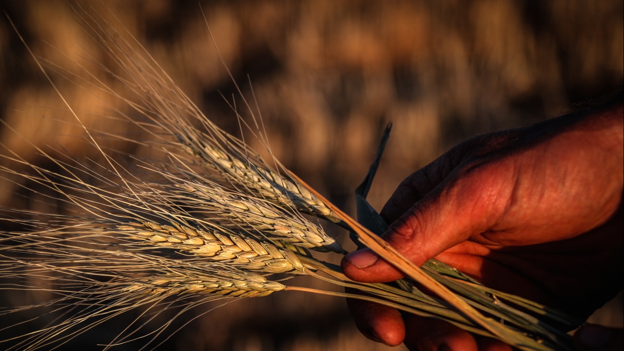 Украйна е събрала 17,5 милиона тона зърно досега - с 45 процента по-малко на годишна база