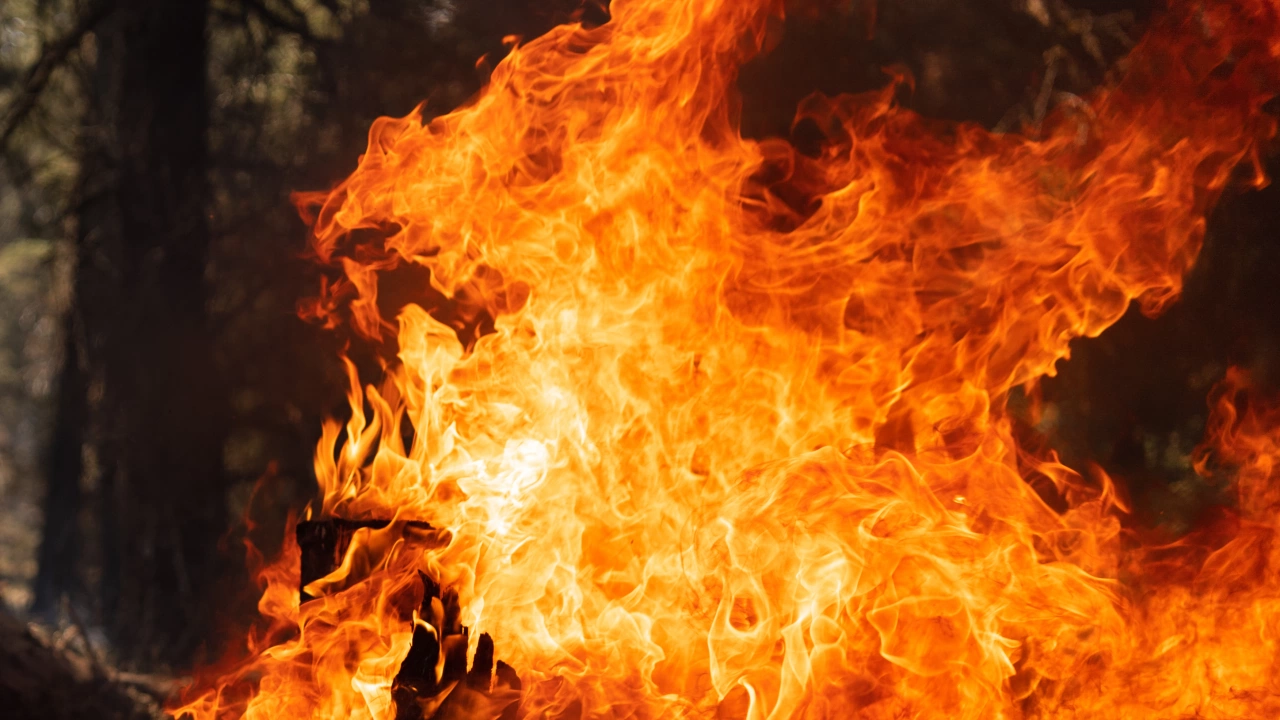 Голям пожар бушува в гората Груневалд в Берлин Огнената стихия