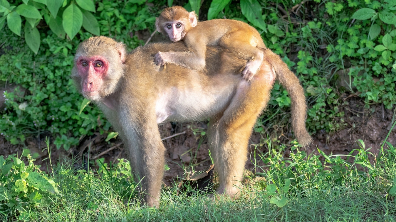 СЗО разкритикува атаките срещу примати в Бразилия заради майунската шарка
