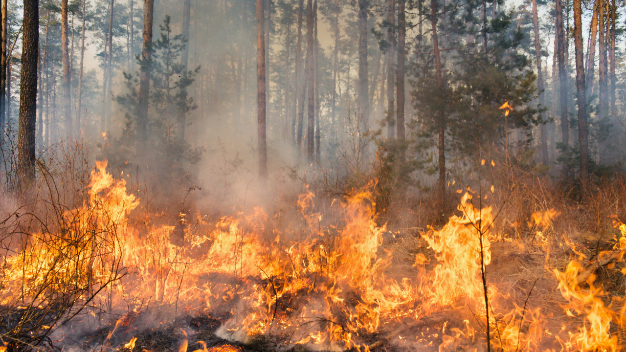 Овладян е пожарът в горския масив на старозагорското село Пъстрово Там