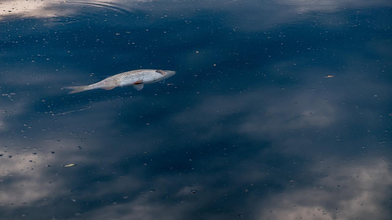 Откриха живак в река Одер след масовото измиране на риба
