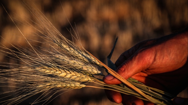 Над 300 хиляди тона зърно са изнесени от Украйна за една седмица
