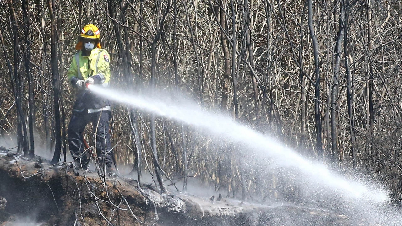 Пожарът край дюните до Несебър е овладян предаде БНТ Днед пожар