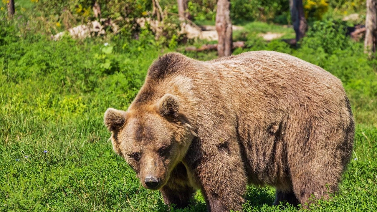 РИОСВ проверява сигнал за мечка влязла в двор на къща