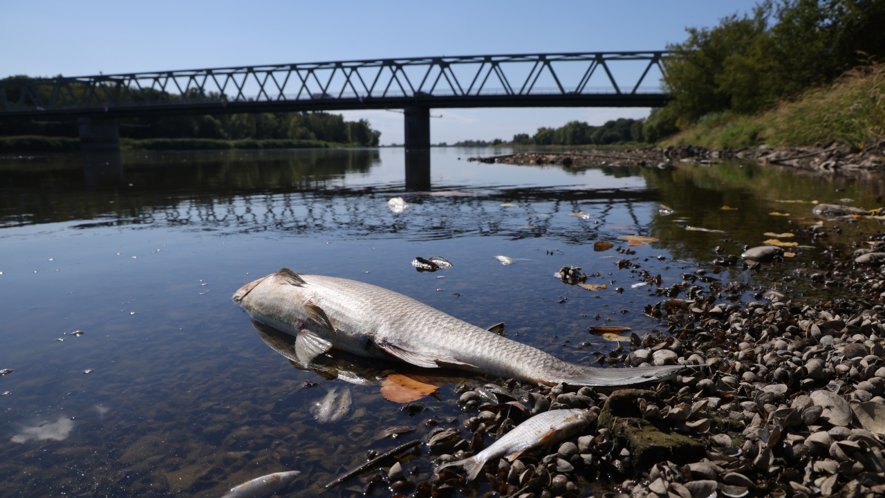 Германия и Полша създават съвместна експертна група за разследване на случая с мъртвата риба в река Одер