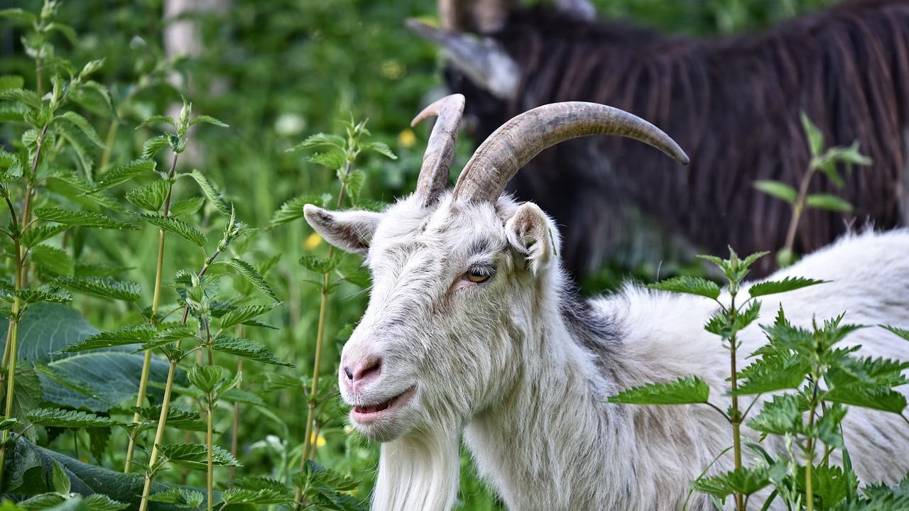 Стада овце и кози намаляват ниската растителност, за да бъдат