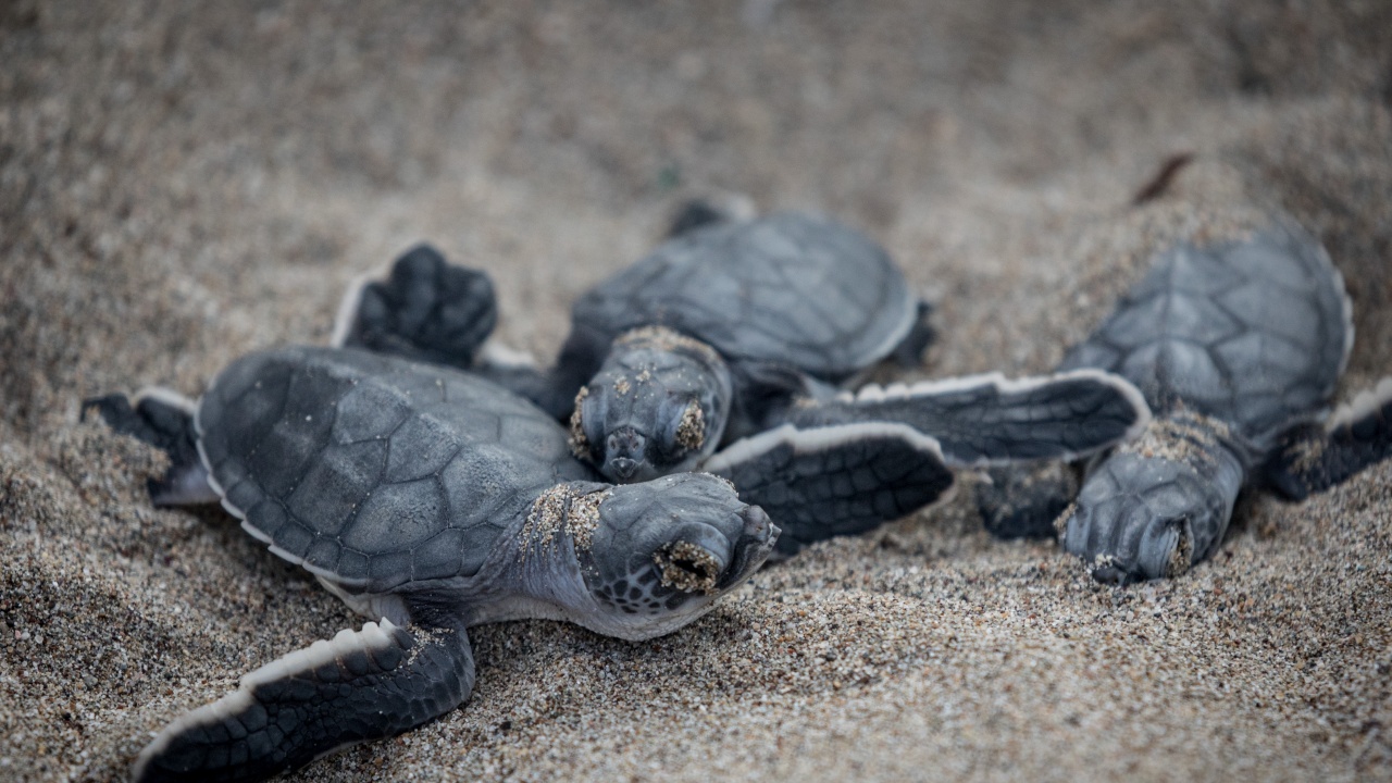 Рядък вид морска костенурка отново се размножава в Луизиана