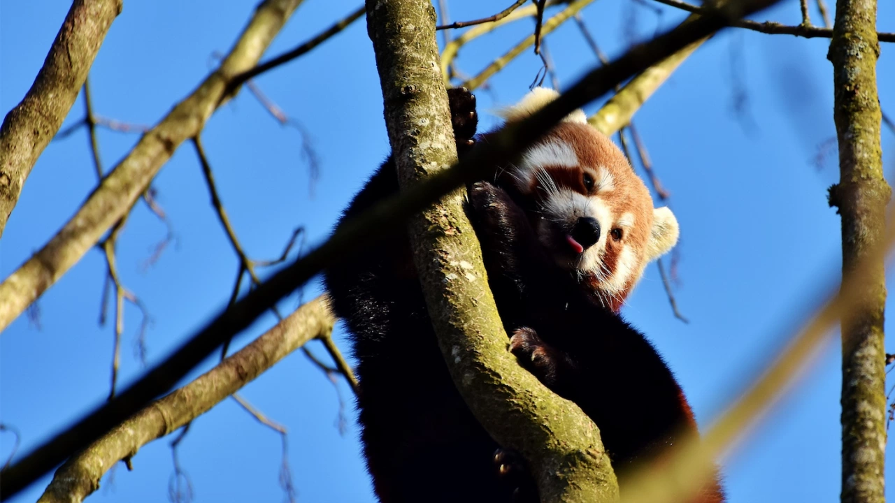 Червена панда прекарала два дни на свобода след бягството си