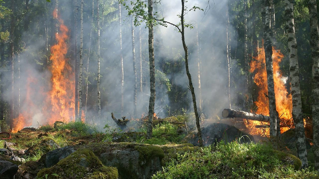 Пожарът в широколистна гора край Любимец все още не е