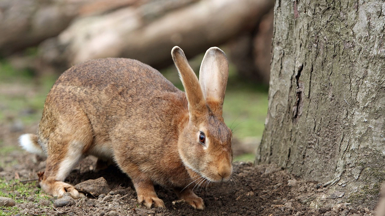Домашни зайци изровиха останките на най малко три тела в градина