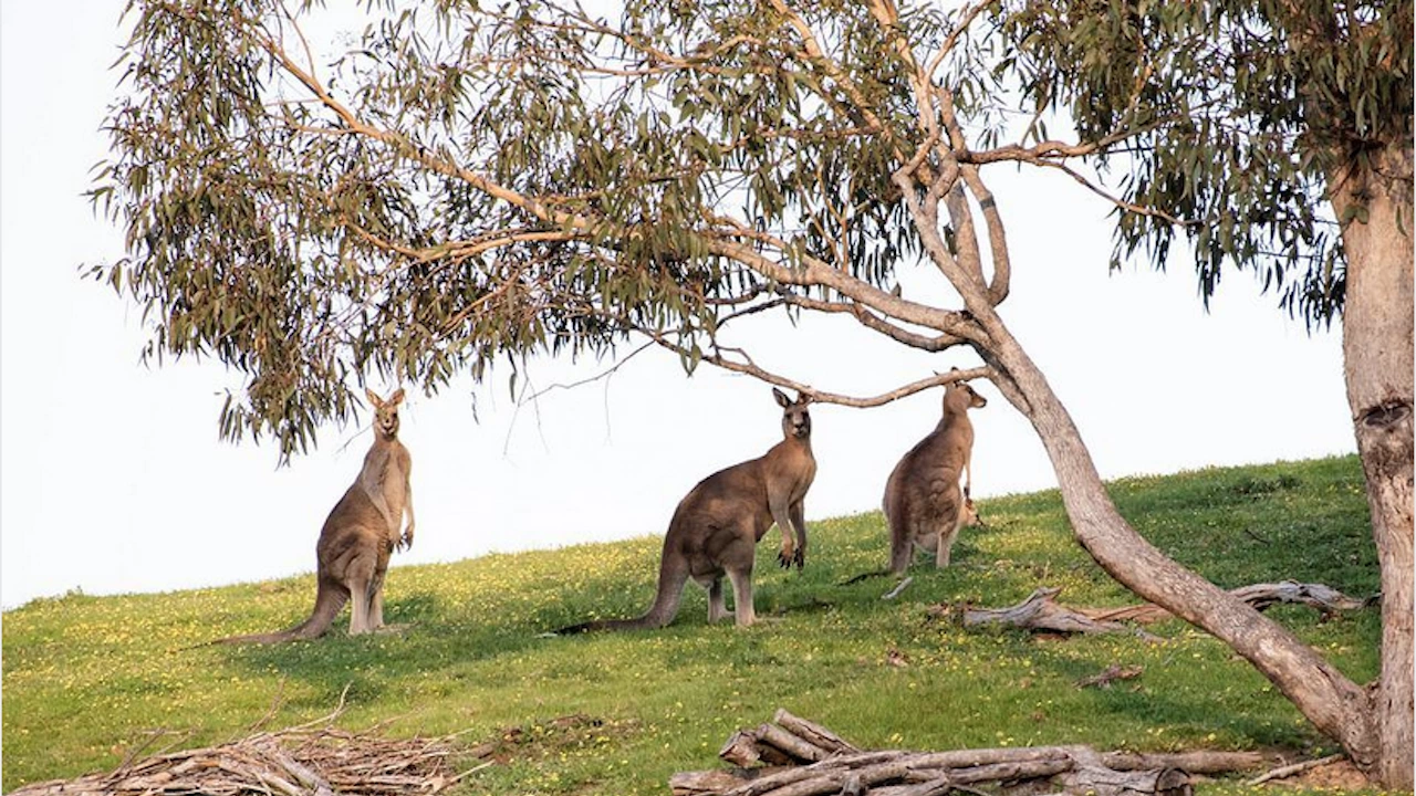 Стотици животни от вида Източно сиво кенгуру изпълниха улиците на