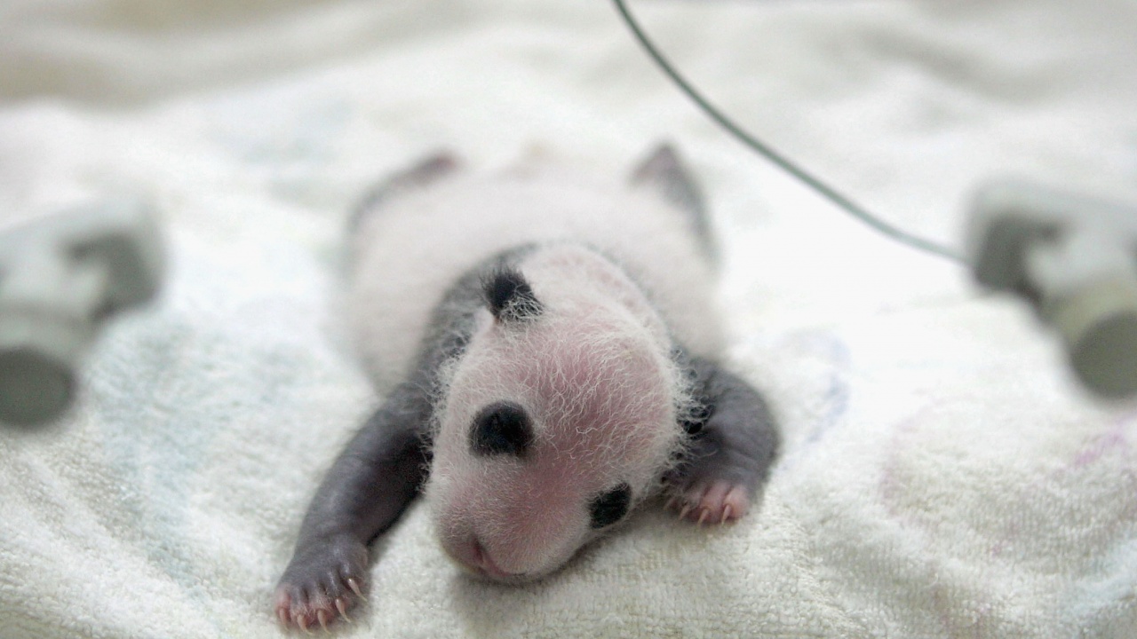 Панди близначета се родиха в Китай