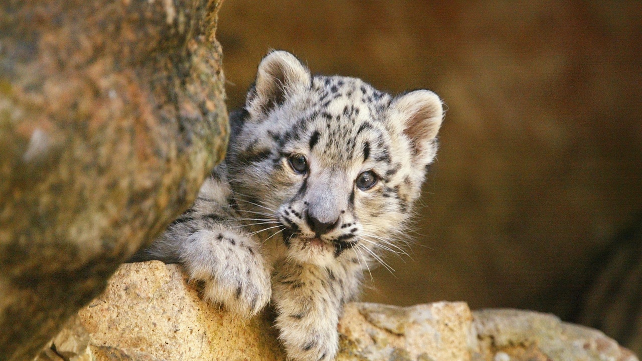 Популацията на защитения снежен леопард в Цинхай стигна 1200