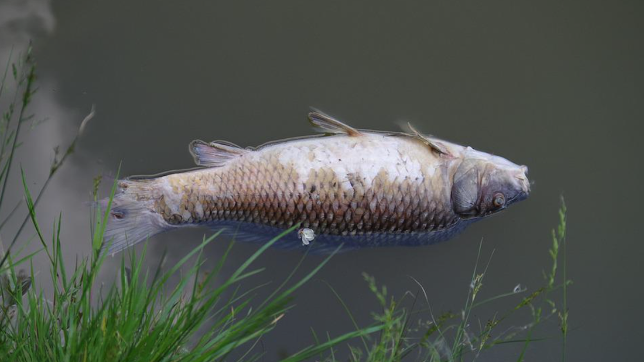 Река Златаришка се напълни с мъртва риба