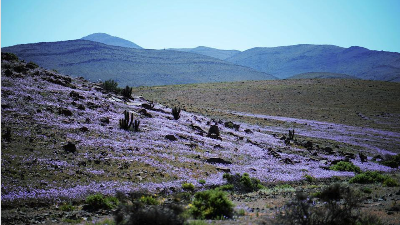 Равнините на северно Чили отново ще бъдат изпълнени с цветове,