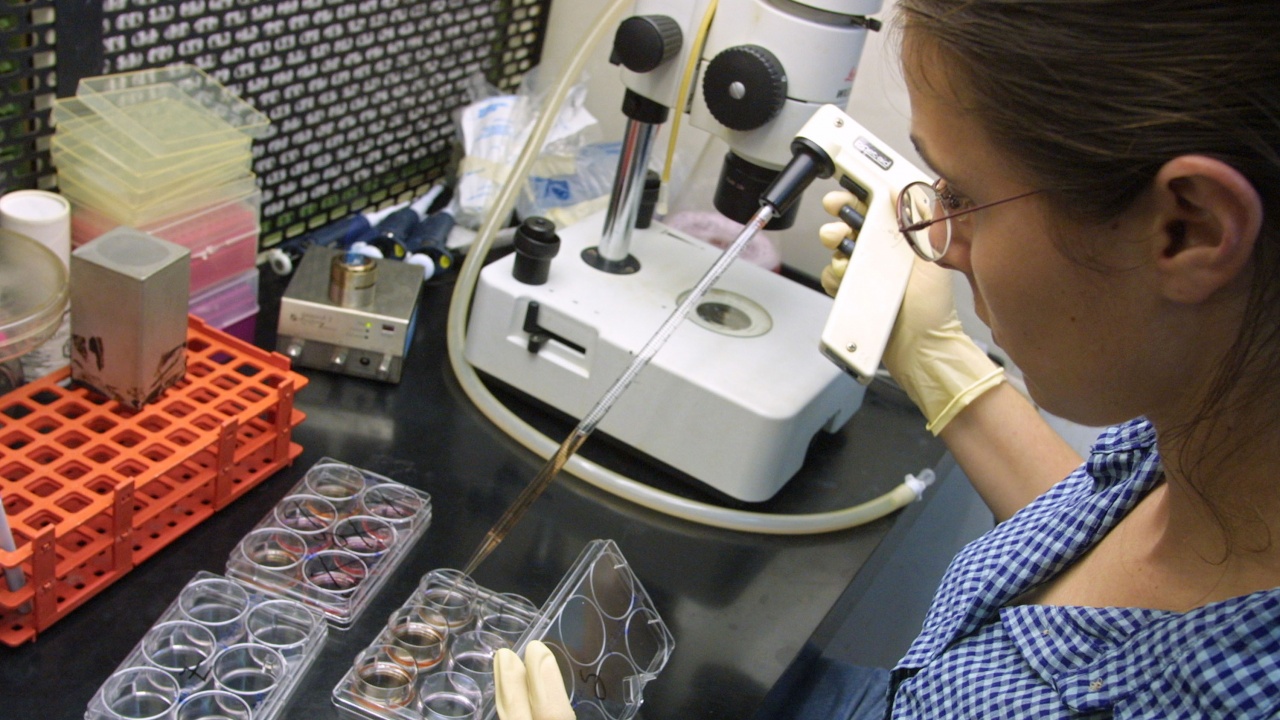Учени създадоха изкуствени ембриони от стволови клетки