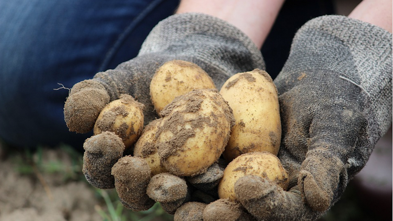 Горещото лято се отрази на реколтата от картофи в Европа