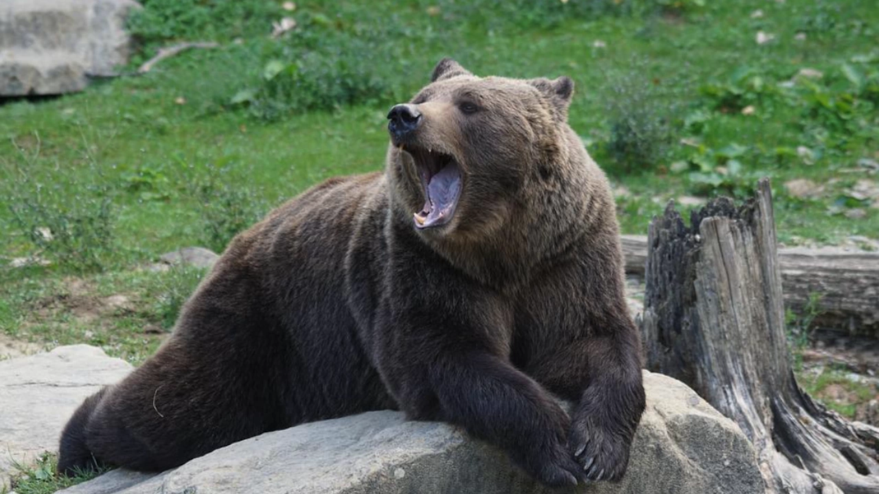 Ново мече пристига в Парка за мечки край Белица съобщи ръководителят