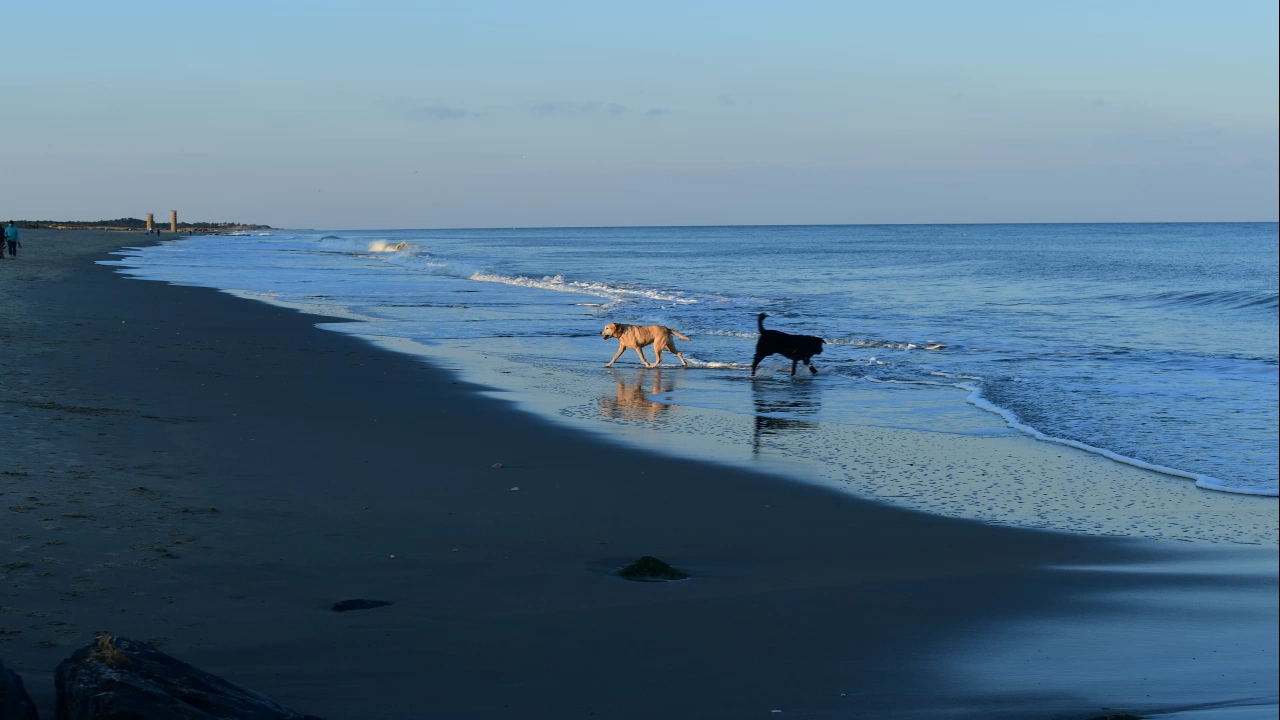 Поне петима души бяха спасени от кучета спасители на плажовете в