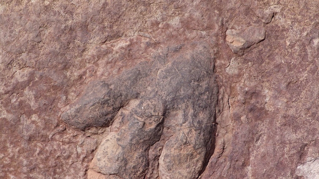 Динозавърски стъпки на 113 милиона години са появиха на дъното