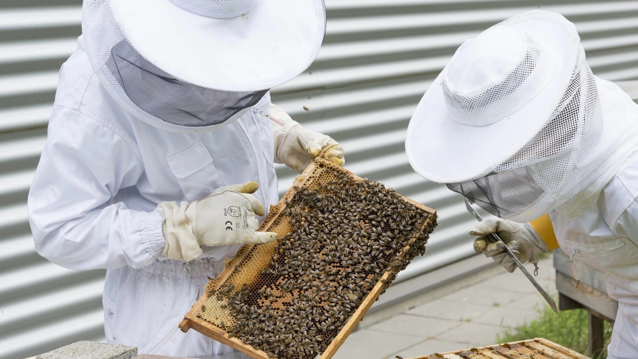 Животновъди и пчелари които са пострадали от природни бедствия могат