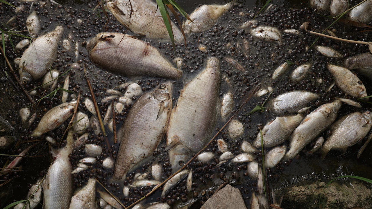 Доброволци извадиха около 11 тона мъртва риба от езеро в