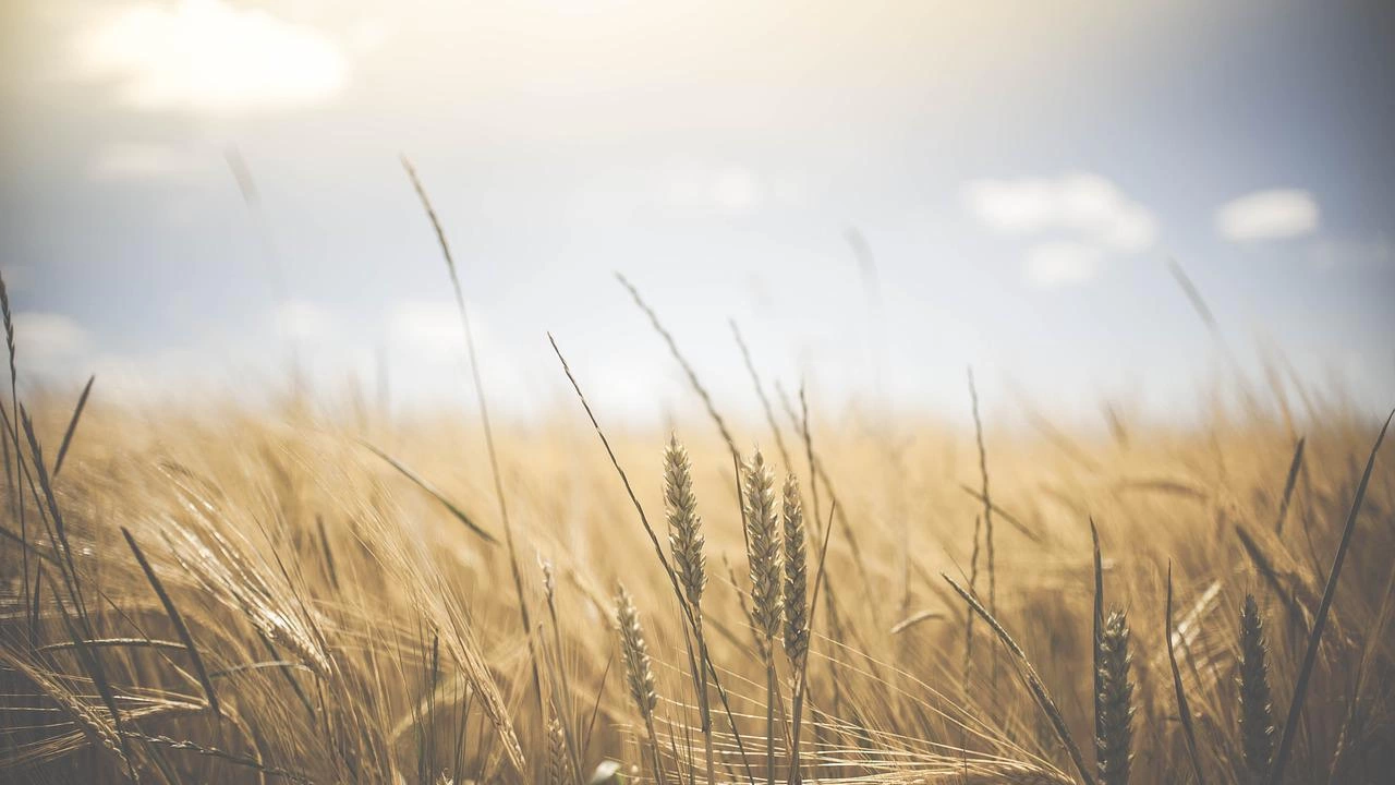 Румъния е ожънала 9 милиона тона пшеница тази година тъй