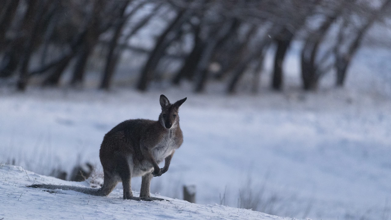 В Австралия зимата е към края си Внезапен студен фронт