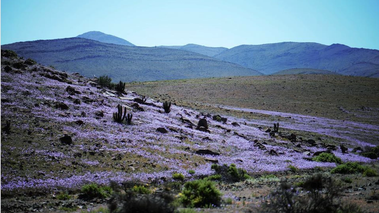 Равнините на северно Чили отново ще бъдат изпълнени с цветове