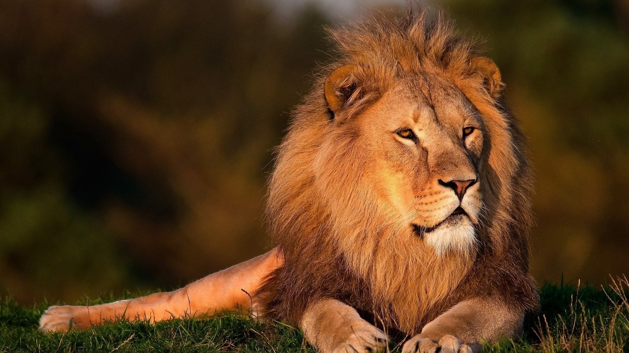 Лъв разкъса мъж в зоологическа градина в Гана