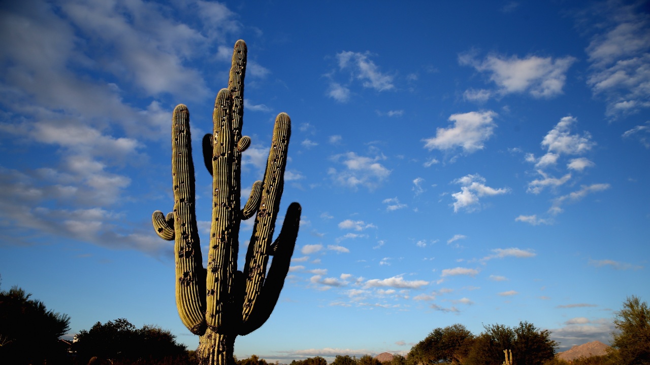 Силните дъждове в Аризона изтръгнаха кактус на 200 години