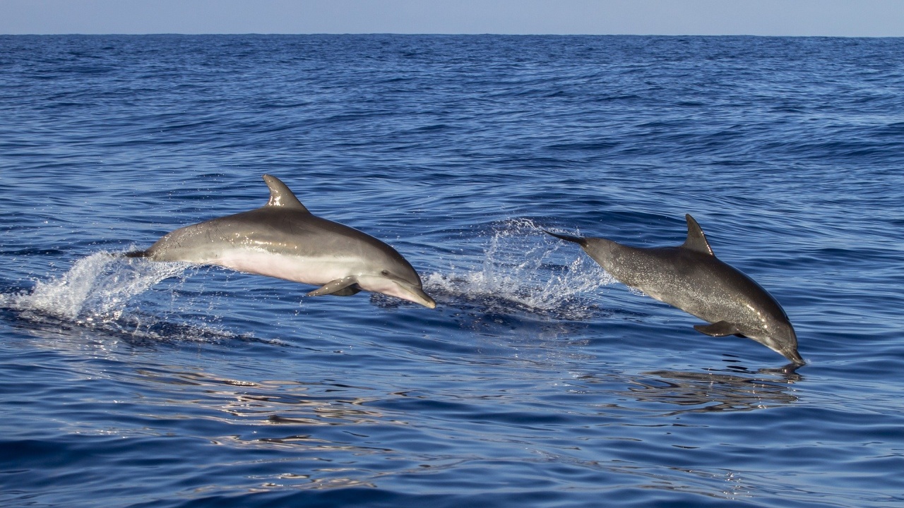 Мъжките бутилконоси делфини формират най-големите кооперативни общности в природата, изключая хората