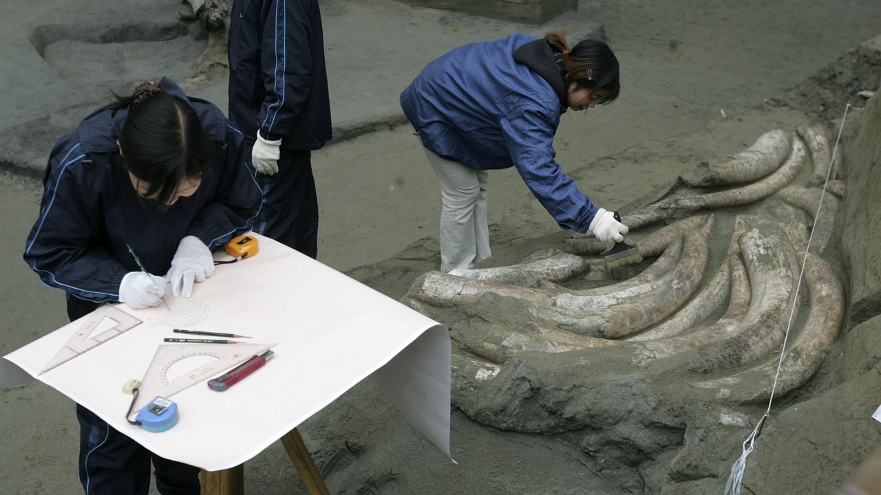 Фосилизирана бивна от гигантски праисторически слон живял някога в Средиземноморието