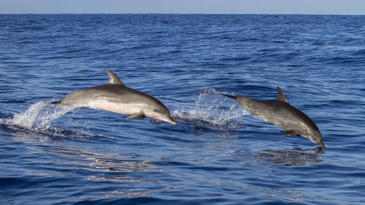 Ожесточената конкуренция за женски индивиди принуждава мъжките бутилконоси делфини да