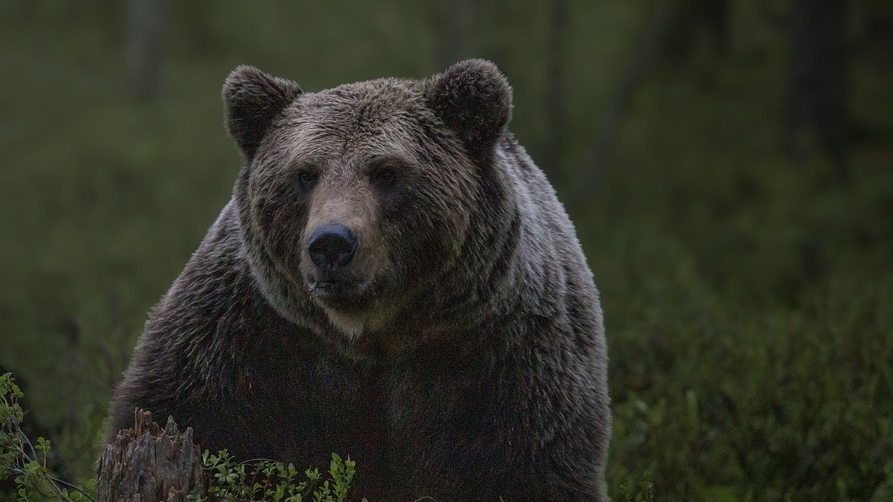 Кафяви мечки все по-често са засичани в ниските места на "Рила"