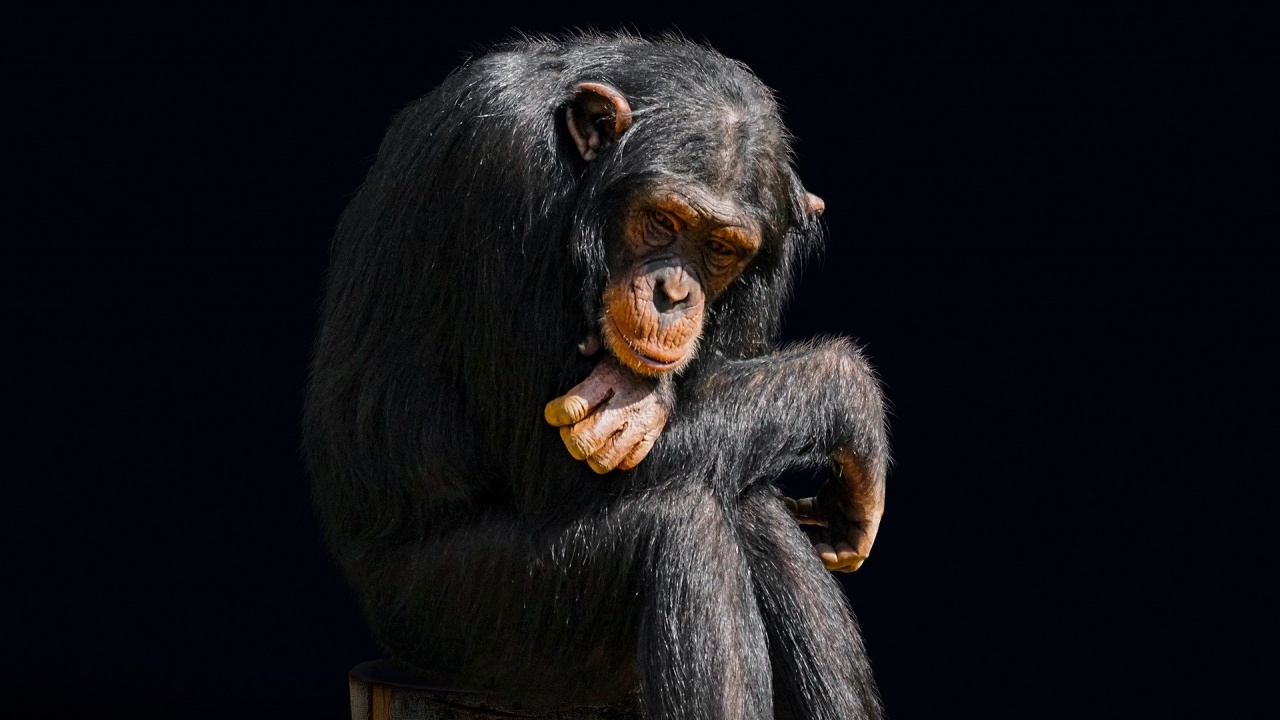 Приматите прекарват много повече време в почивка и самота, когато