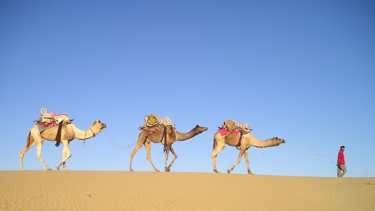 Нестандартен откуп: 100 камили спасиха мъж от разстрел