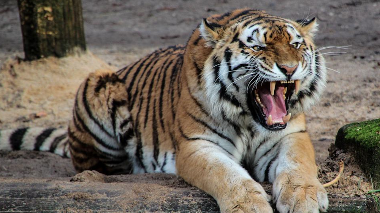 Майка пребори тигър, за да спаси бебето си