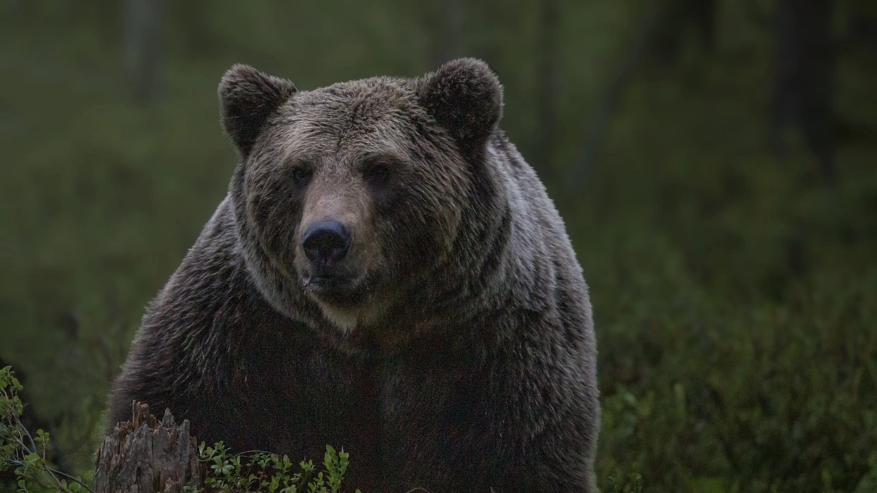 Кафявите мечки все по често са засичани в ниските места