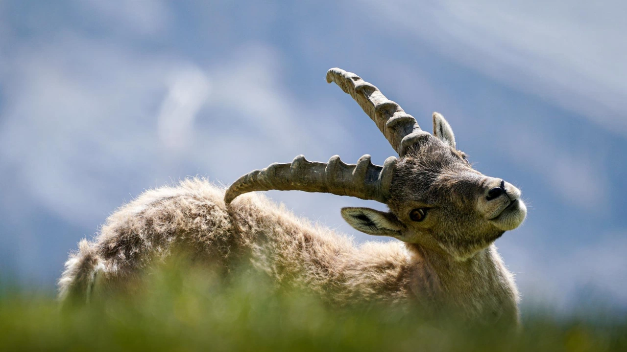 Продължава проверката за убитата дива коза открита  обезглавена в Пирин