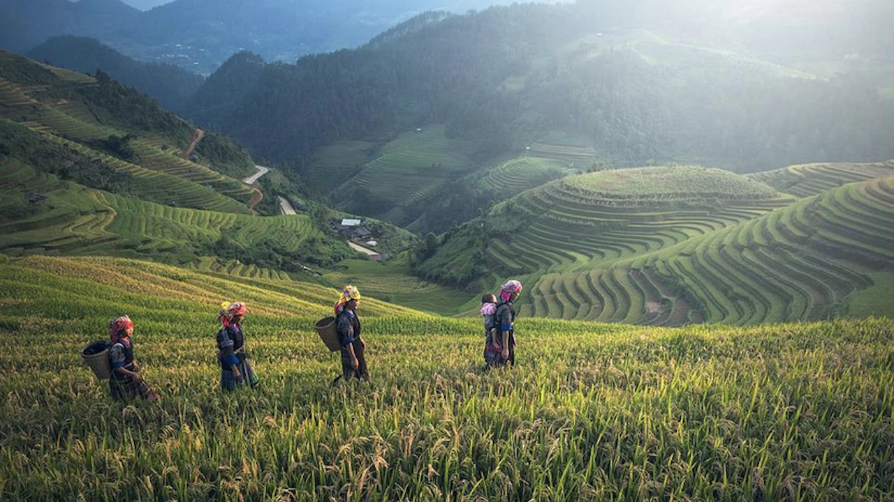 Камбоджа е изнесла 389 000 тона обработен ориз от януари