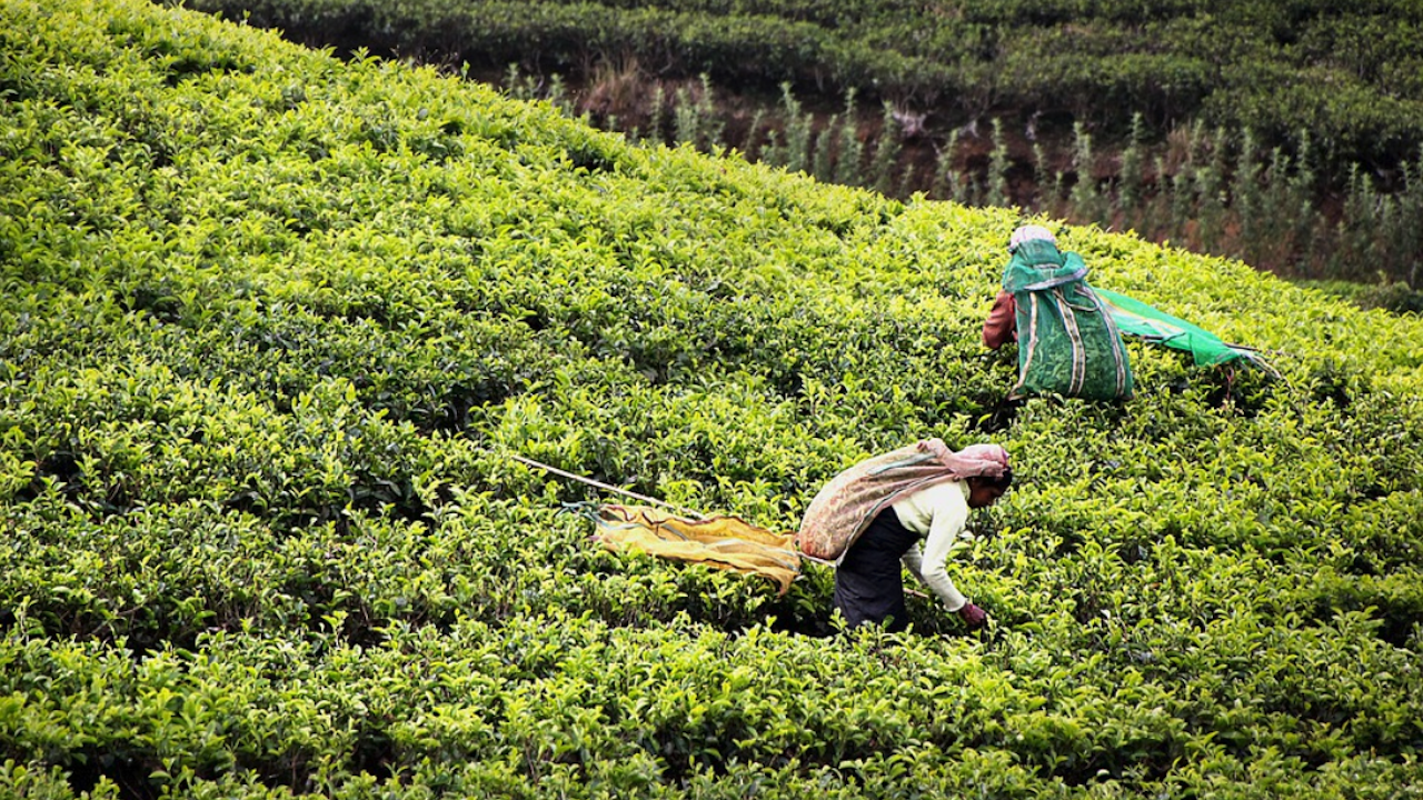Продоволствената несигурност в Шри Ланка вероятно ще се влоши заради слаби реколти